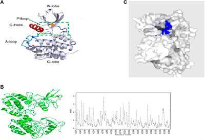 Chemical Reactivity and Optical and Pharmacokinetics Studies of 14 Multikinase Inhibitors and Their Docking Interactions Toward ACK1 for Precision Oncology